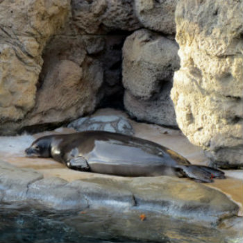 Monk Seal at Waikiki Aquarium in Honolulu